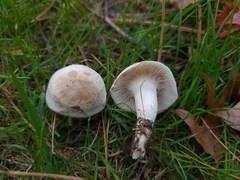Cuphophyllus angustifolius