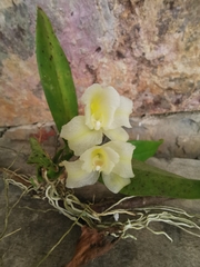 Rodriguezia granadensis