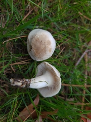 Cuphophyllus angustifolius