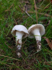 Cuphophyllus angustifolius