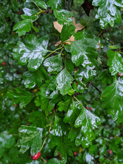 Crataegus monogyna