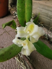 Rodriguezia granadensis