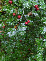 Crataegus monogyna