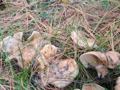 Lactarius