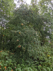 Crataegus monogyna