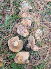 Lactarius