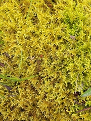 Thuidiopsis