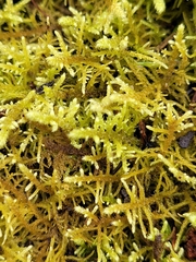 Thuidiopsis
