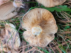 Lactarius
