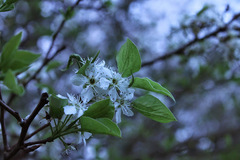 Prunus umbellata