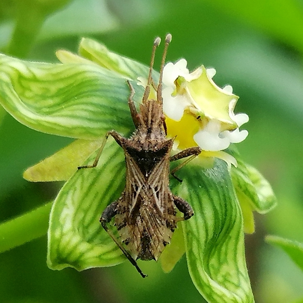 Vilga