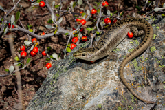 Oligosoma waimatense