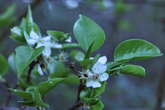 Prunus umbellata