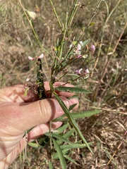Desmodium sessilifolium