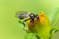 Thecophora propinqua