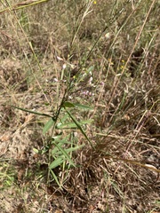 Desmodium sessilifolium