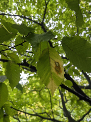 Carpinus betulus