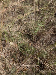 Desmodium sessilifolium