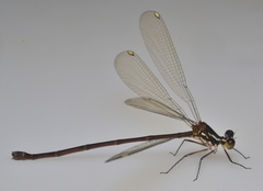 Eoargiolestes ochraceus