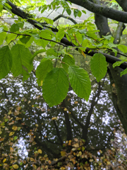 Carpinus betulus