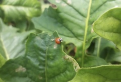 Coccinella septempunctata