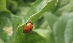 Coccinella septempunctata