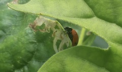 Coccinella septempunctata
