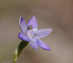 Thelymitra reflexa