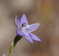 Thelymitra reflexa