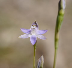 Thelymitra reflexa