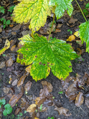 Acer pseudoplatanus