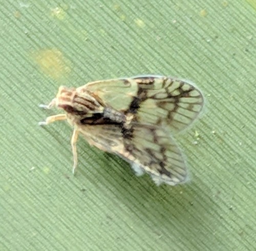 Bothriocera maculata image