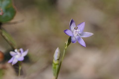 Thelymitra reflexa