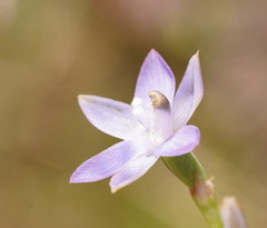 Thelymitra reflexa