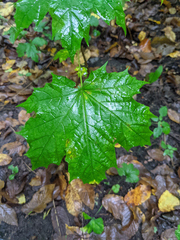 Acer platanoides