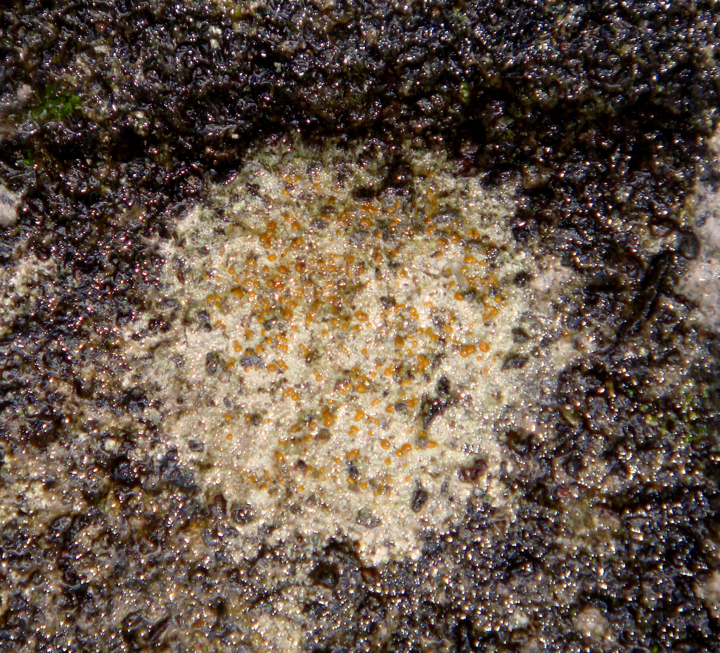 Protoblastenia