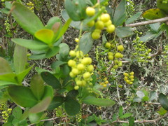 Berberis laurina