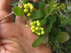 Berberis laurina