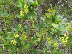 Berberis laurina