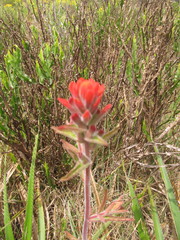 Castilleja arvensis pastorei