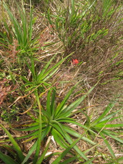 Castilleja arvensis pastorei