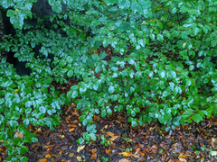 Fagus sylvatica