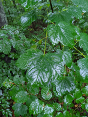 Acer pseudoplatanus