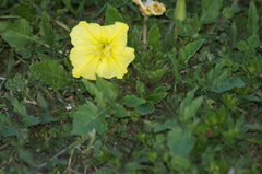 Oenothera triloba