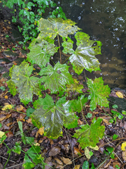Acer platanoides