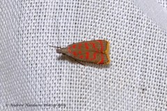 Dichomeris sandycitis