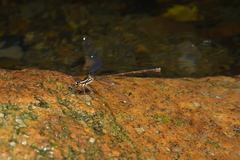 Eoargiolestes ochraceus