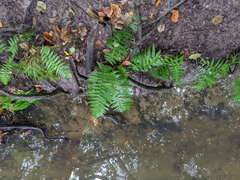 Dryopteris filix-mas