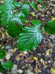 Fagus sylvatica