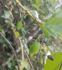 Passiflora suberosa